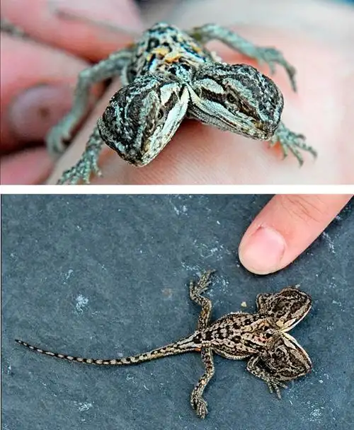 英国养殖场诞生双头蜥蜴:能各自喝水