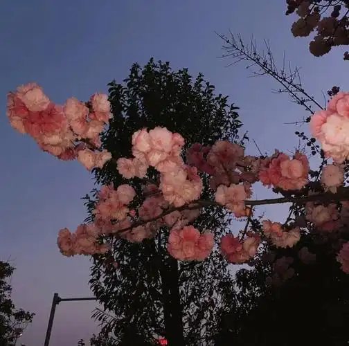 有什么配图的高级感朋友圈文案吗字数精炼不要太矫情