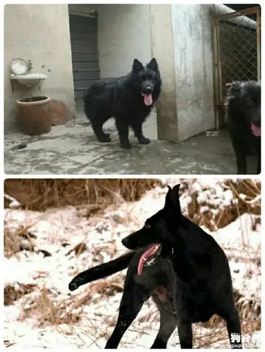 两大精英犬种黑熊犬和黑狼犬