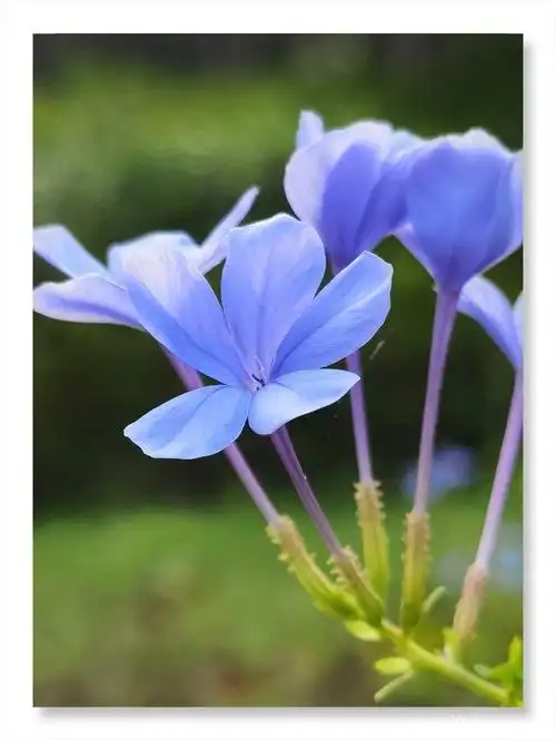 宁静淡雅的蓝花丹首发