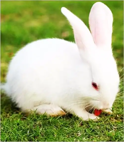 原创为什么都说兔子喝水就会立马断肠事实的真相让人出乎意料