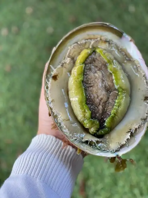 澳洲广阔海岸线都盛产着各种类的鲍鱼,然而青边鲍,则是澳洲西南部出产