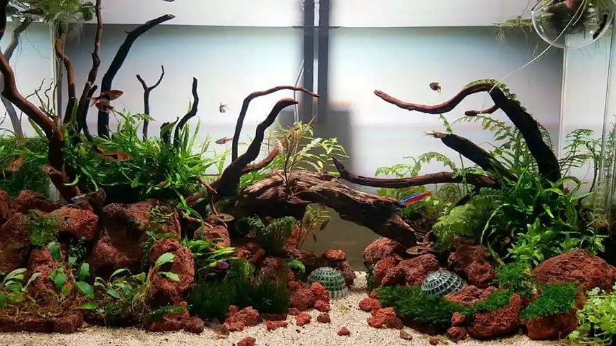 60cm火山石 沉木 阴性草缸 - 水草造景 - cta南美水族