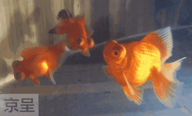 金鱼公主"澡盆派对"开启夜场,桑拿天景山又玩起新花样