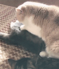 网友说他家两只猫喜欢踩奶, 但踩奶的方式有点特别, 场面甚至有点刺激