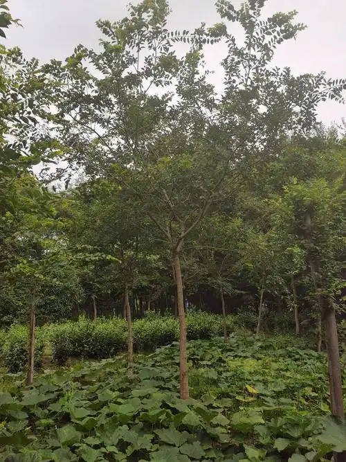 花姬朴树苗树苗籽大树盆景花园阳台绿化苗木工程小叶大叶朴树直径15