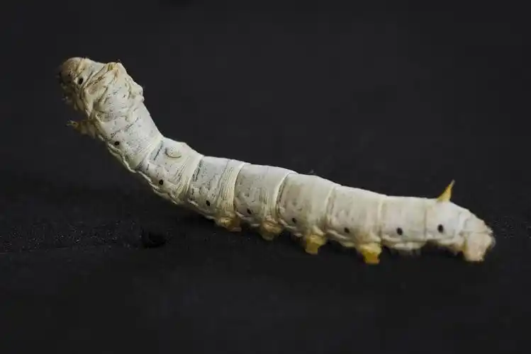 给你一个五星级的家_生态_poco摄影,蚕,蚕丝,蚕虫,养蚕