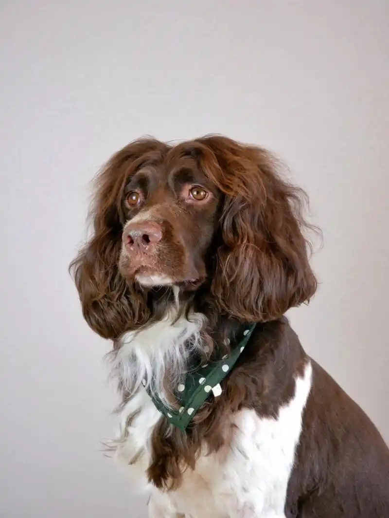 缉毒犬搜救犬-英国史宾格猎犬 大耳朵 长头发 中型犬