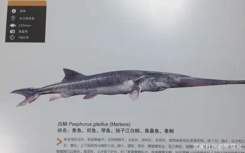 长江白鲟灭绝论文作者危起伟长江很多鱼都要灭绝了