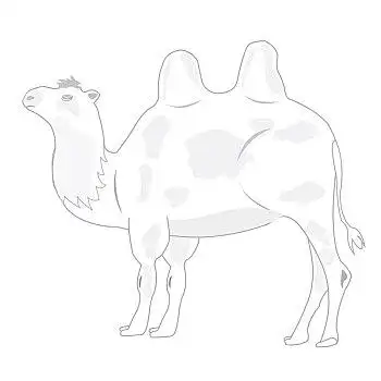 绘画,骆驼,白色背景,背景