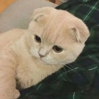 个性猫咪头像卖萌高清我和别人炫耀过你