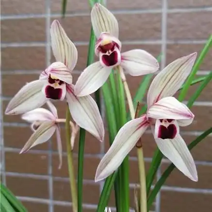 莲瓣铭品:心心相印1苗1大芽【根系尚可】 - 兰花交易网