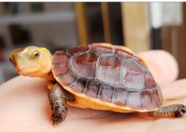 你养的乌龟是什么品种?除了巴西龟,这些神兽带你一一认知