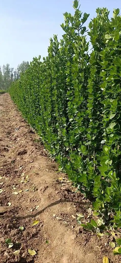 很多商家都选择种植北海道黄杨,因为它生长快,枝繁叶茂,绿化效果非常