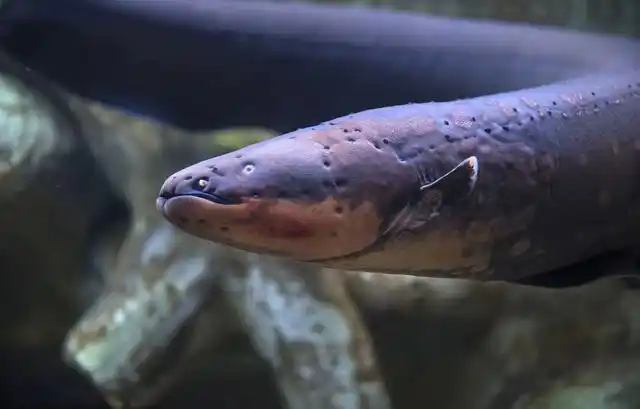 在亚马逊河流,有种霸道的顶级杀手,号称自然界的大法师,擅长于隐藏于