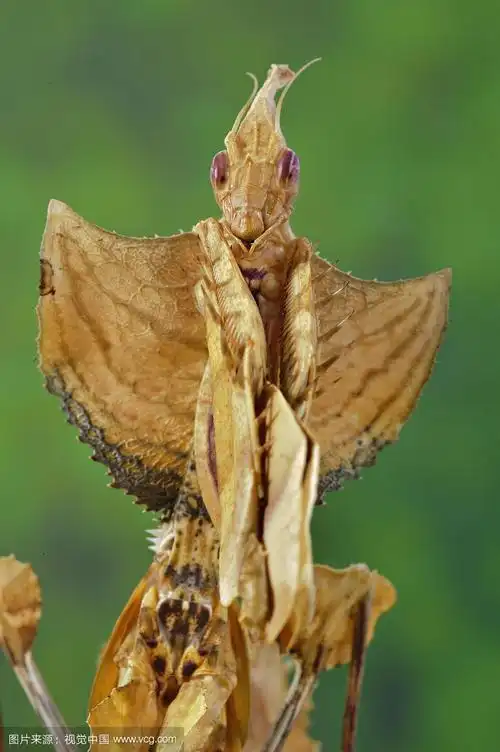 魔鬼棒螳螂,半成年,头部和前腿的特写,捕获