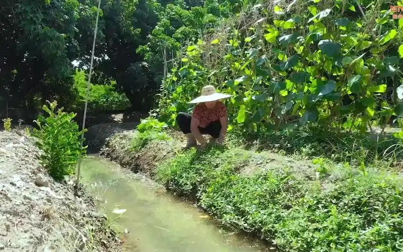 "农业文化遗产里的中国"第三季----广东海珠高畦深沟传统农业系统