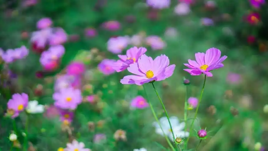 深秋格桑花摄影桌面壁纸下载3高清大图预览1920x1080_植物壁纸下载_美