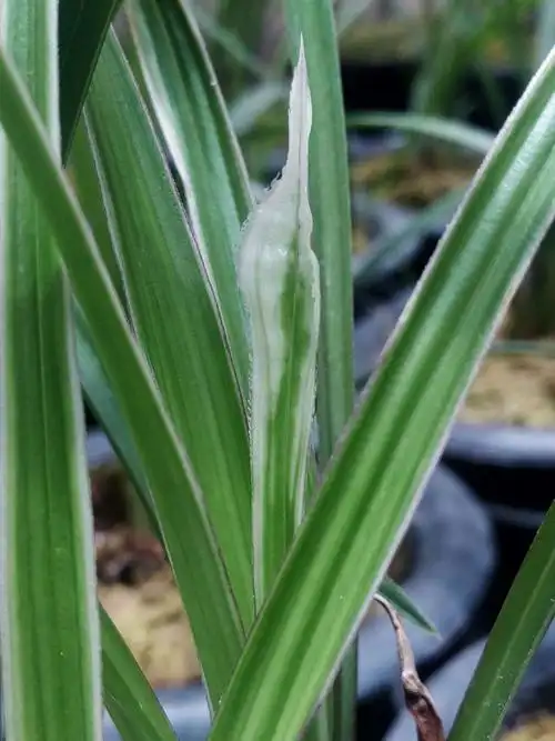 莲瓣兰水晶王:莲瓣兰水晶艺中的瑰宝