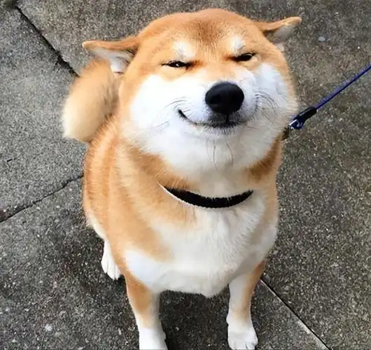 为何柴犬受欢迎?这些优点就足够了,养过的人都说上瘾!