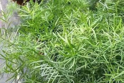 狐尾天门冬叶子倒伏