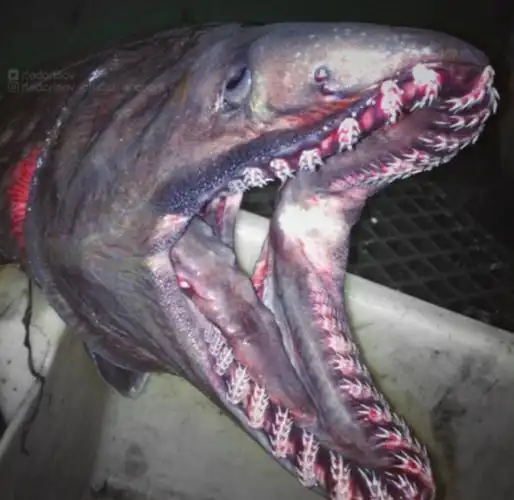 俄渔夫网晒其捕获的深海怪鱼 长相惊悚