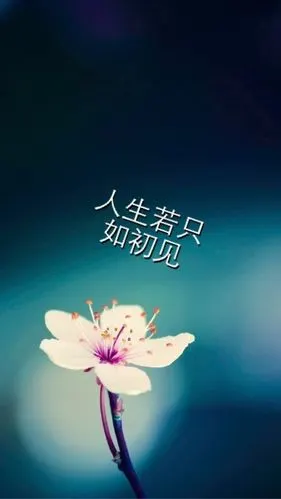 文字 壁纸 诗词 人生若只如初见 青青藤蔓