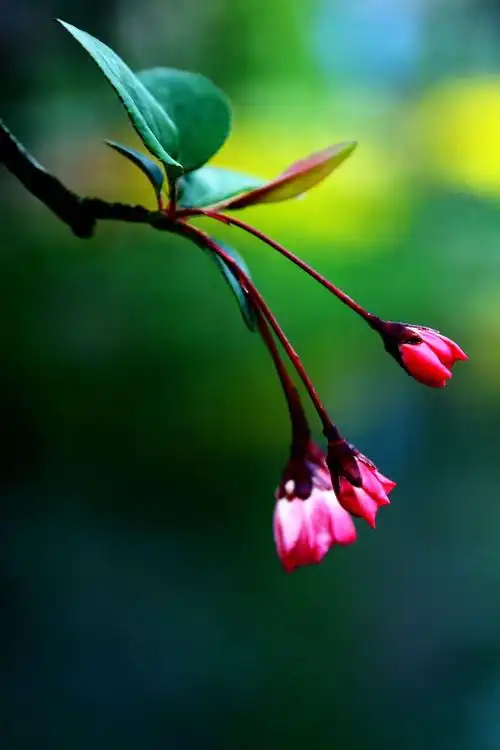 900_1350竖版 竖屏