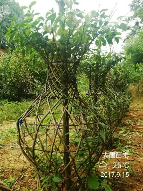 谈丝棉木的价值及发展前景