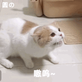 嗷呜~(猫咪动图) - 斗图表情包 - 装逼达人