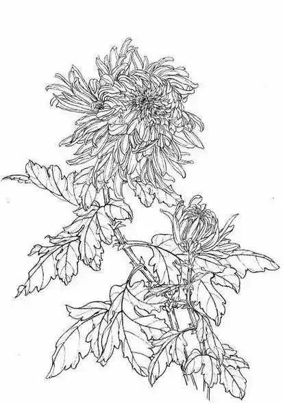 白描菊花,35幅精品作品!