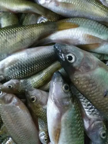 麻鱼——乡村美味