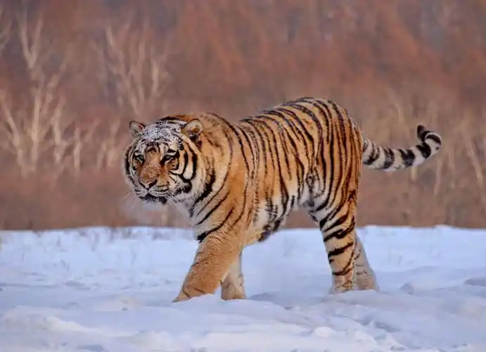 丛林之王--东北虎