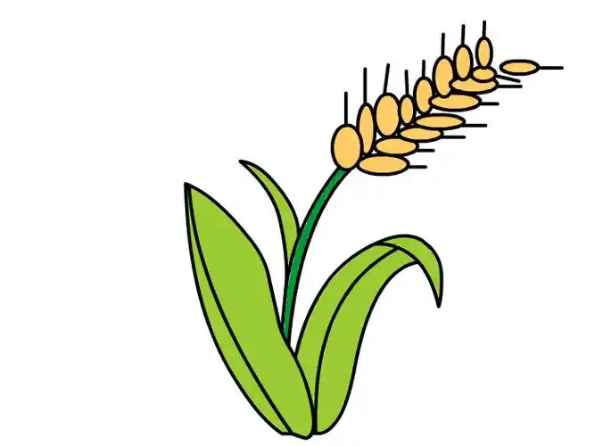 水稻怎么画简单又好看 水稻怎么画简笔画图片-养娃家