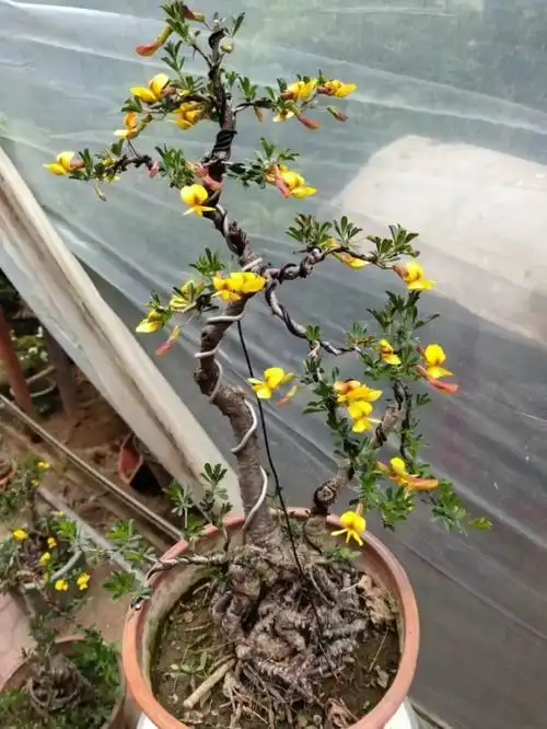 金雀,北雀小老树,自古就被定为盆景四大家之一,又名锦鸡儿,花开如千鸟