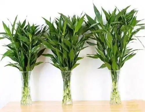 "花开富贵""竹报平安"家里养殖上一棵"富贵一生"