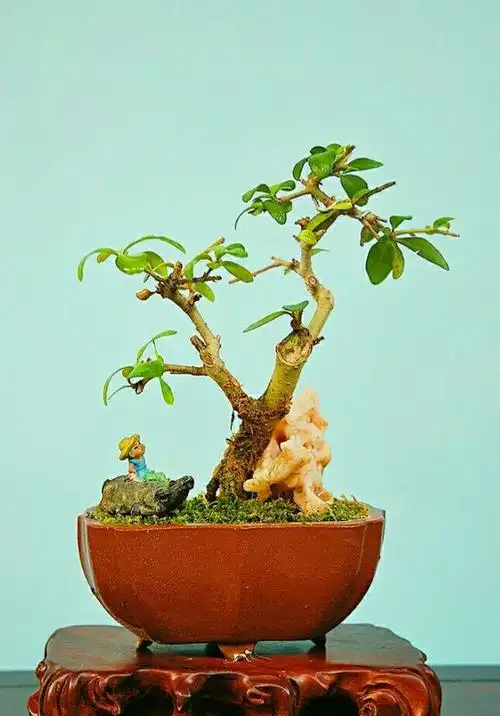 误佳期一一金叶女贞