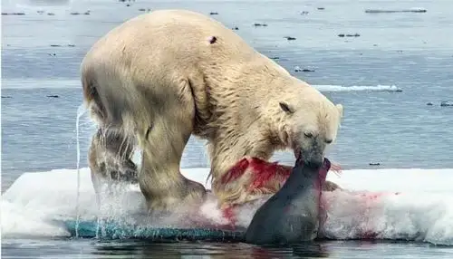 北极熊的水中捕猎