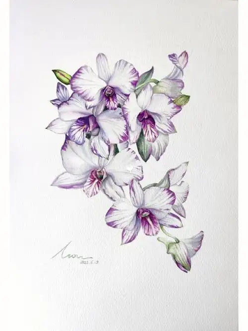 水彩  #石斛兰  #寻找小红书绘画大神