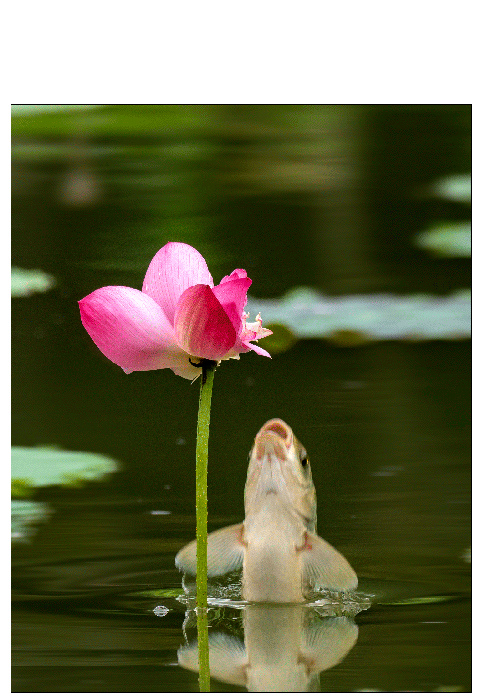 鱼吃荷花(2)