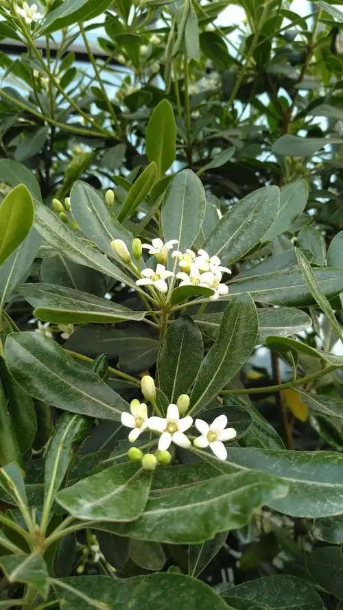 小巧海桐花,浓香令人夸