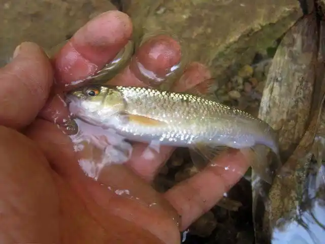 果然,一下饵就上了一尾小鱼,也是这小溪中唯一鱼种