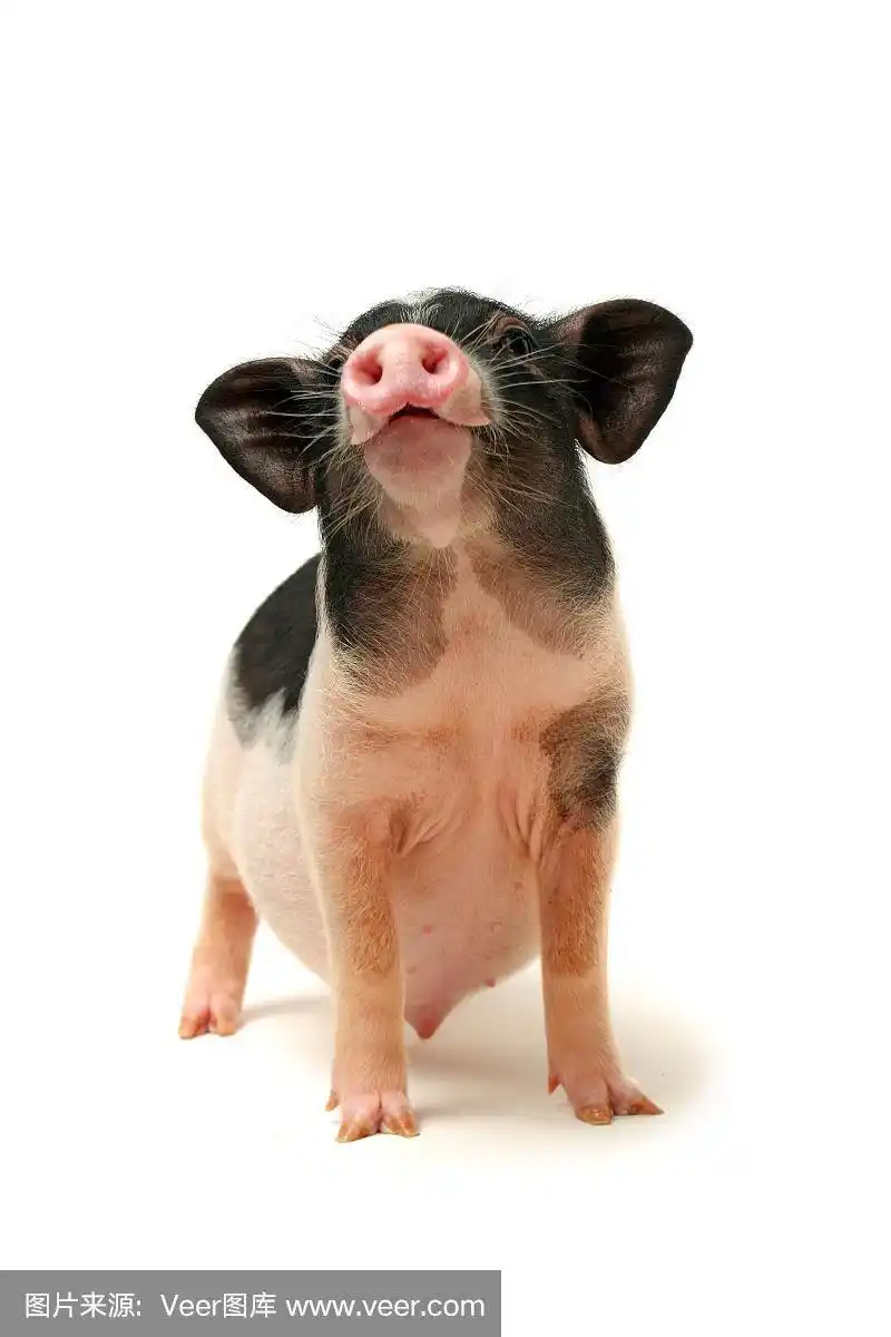 可爱的黑色小耳朵猪