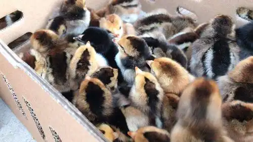 [斗鸡苗批发] 斗鸡苗价格20元/只 - 惠农网