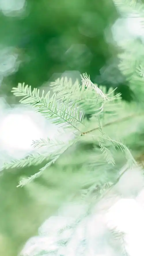 小清新唯美高清手机壁纸-风格-手机壁纸下载-美桌网