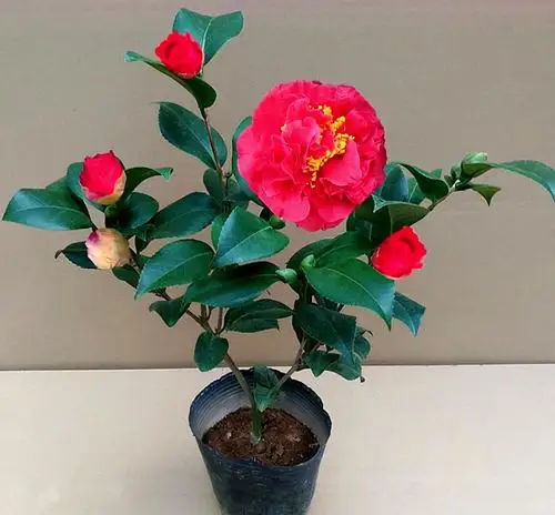 它被誉为茶花之王比牡丹要美比香水还香