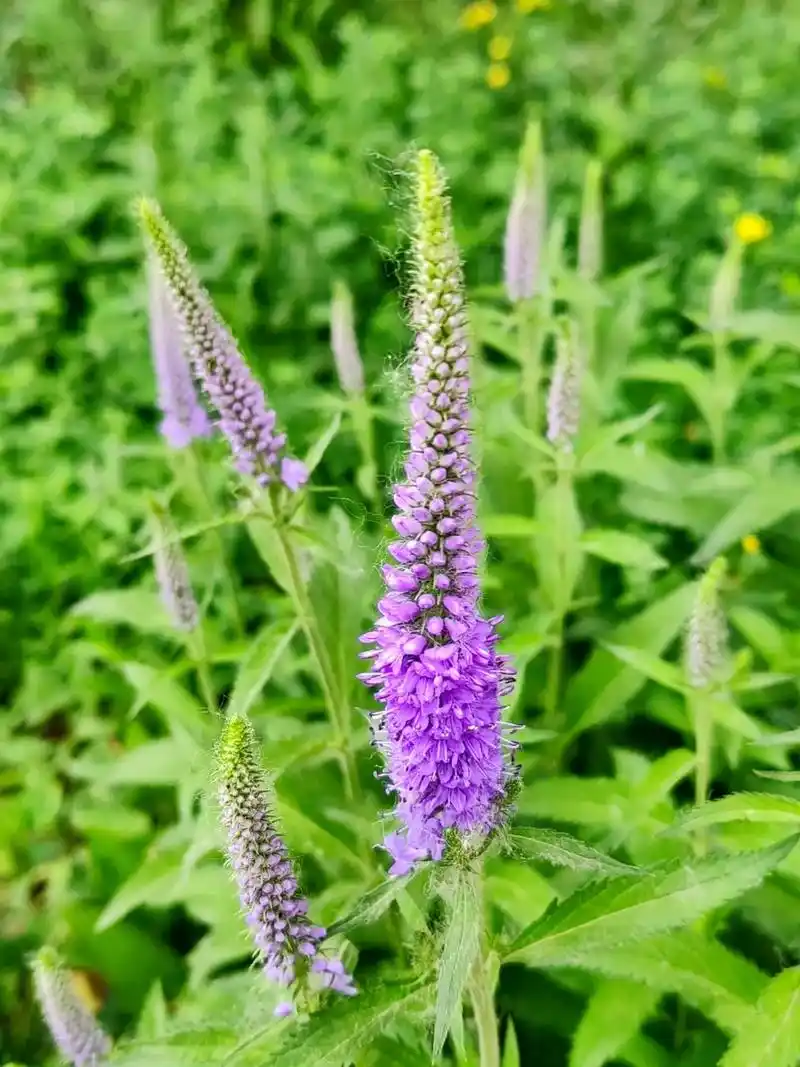 身边植物之穗花:俗名穗花婆婆纳,玄参科婆婆纳属植物.长穗状花 - 抖音