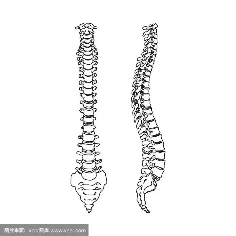 人类脊柱的剪影孤立在白色背景上