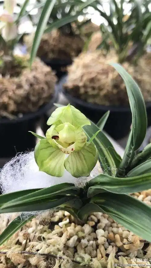 春兰荷瓣水晶名品-春兰篇-中国兰花交易网社区