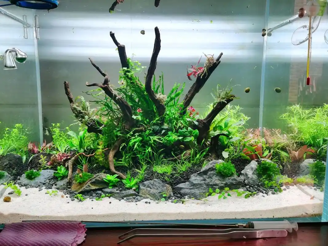 草缸造景 60岛屿草缸造景 - 抖音